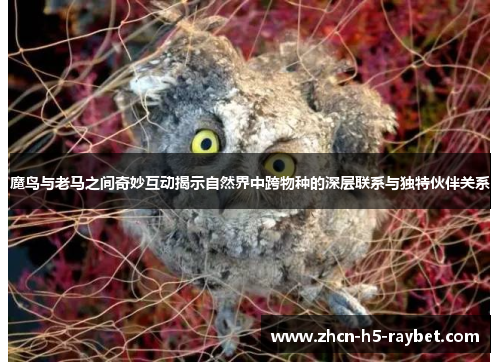 魔鸟与老马之间奇妙互动揭示自然界中跨物种的深层联系与独特伙伴关系